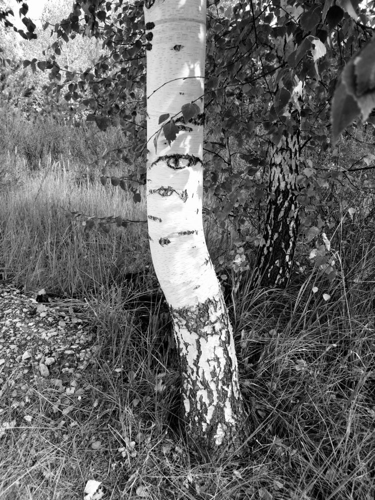 Эти глаза напротив.