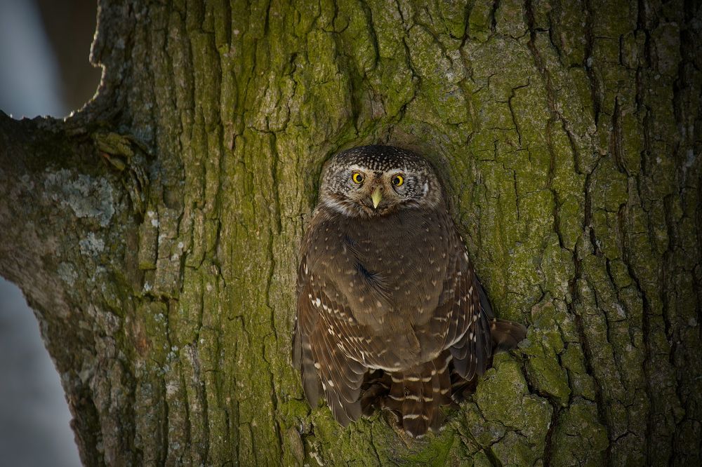 Photograph by Вячеслав Заметня