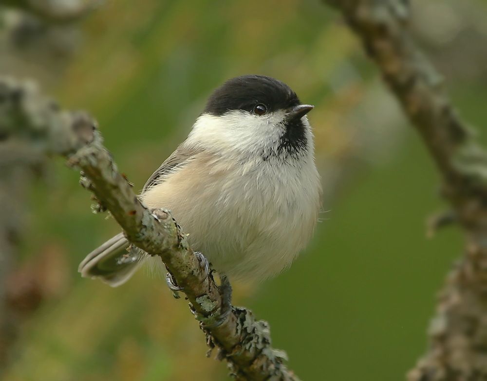 Photograph by Андрей Брагин