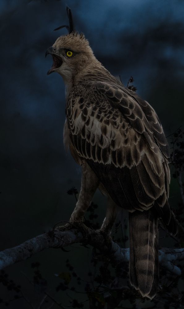 Photograph by Balaji Balaji