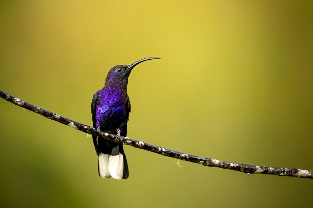 Photograph by Ricardo Ferreira