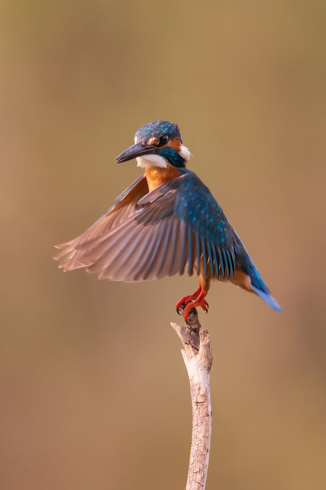 Photograph by Elena Levi