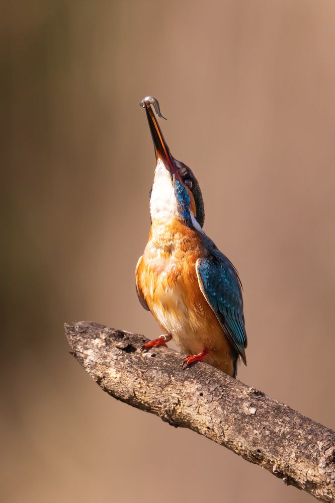 Photograph by Elena Levi