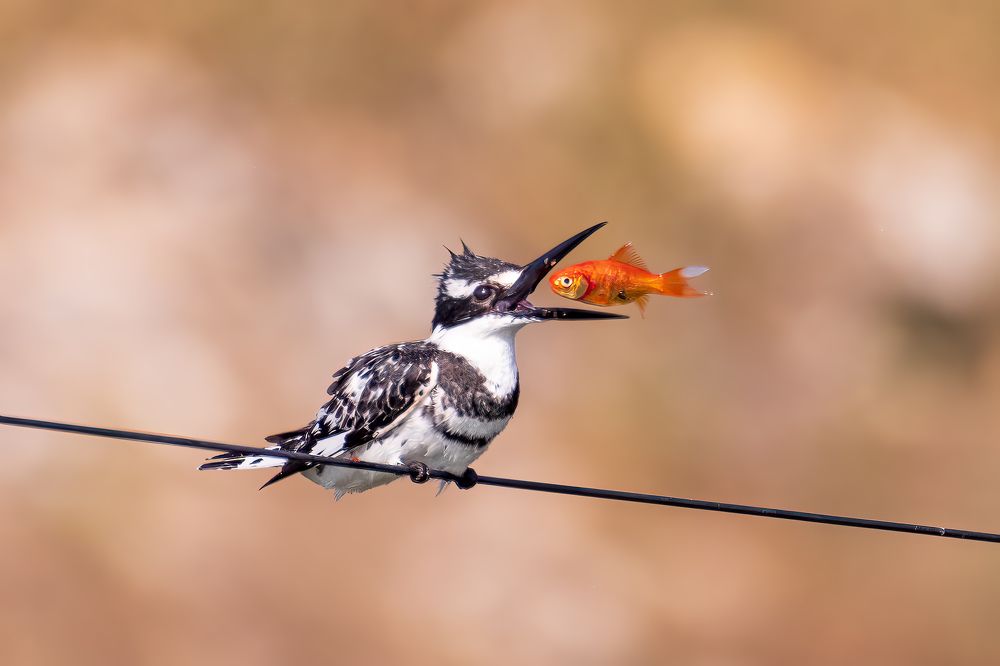 Photograph by Elena Levi