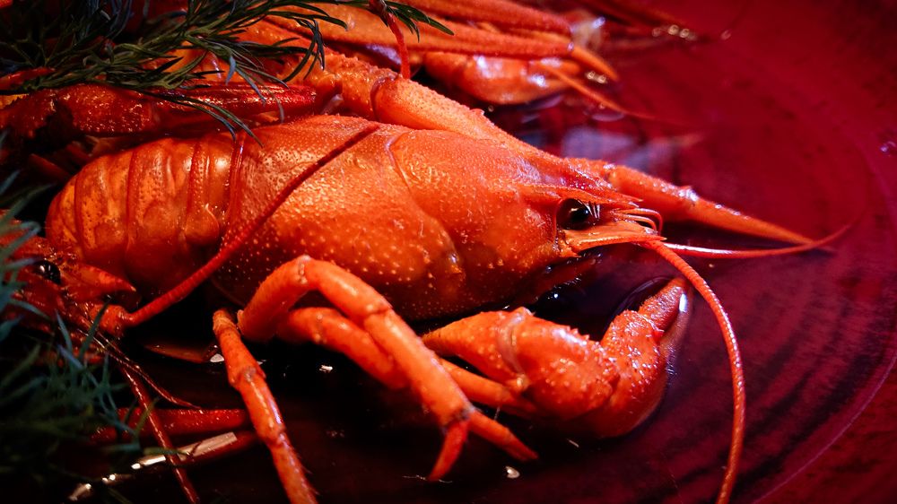 Фотография автора Elena Ku