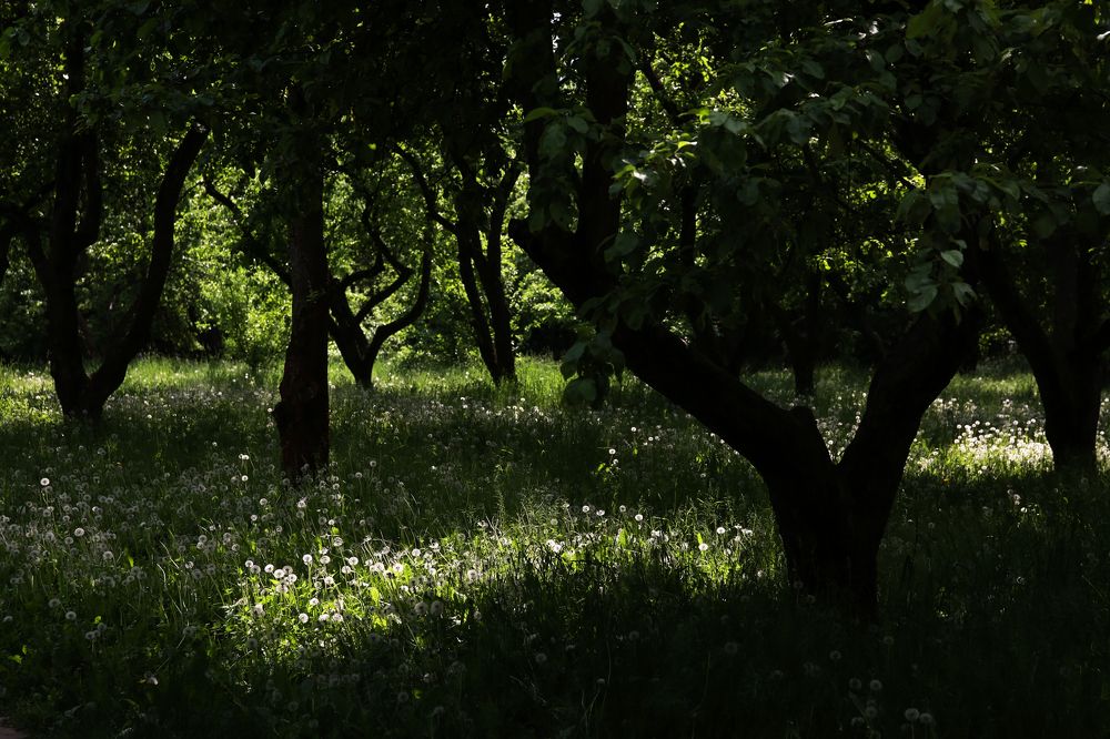 Photograph by Alla Fedina