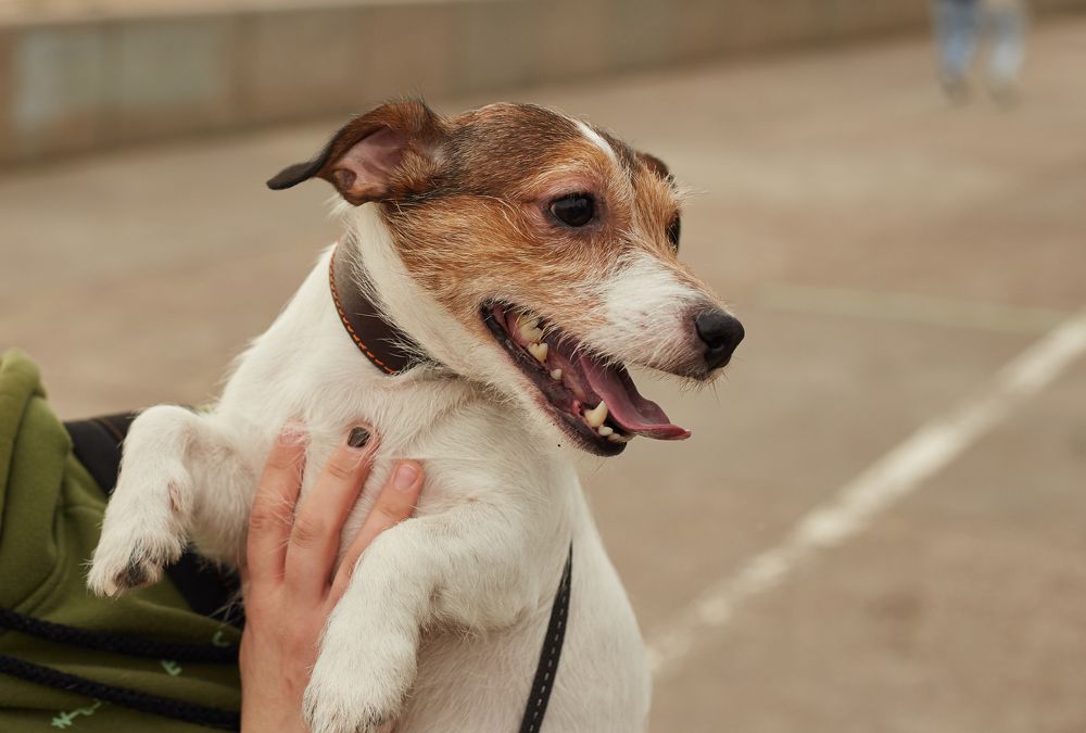 Фотография автора Андрей Челомов