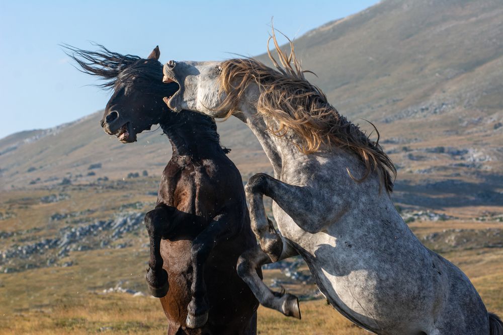 Photograph by Livno&Dinaric Wildlife