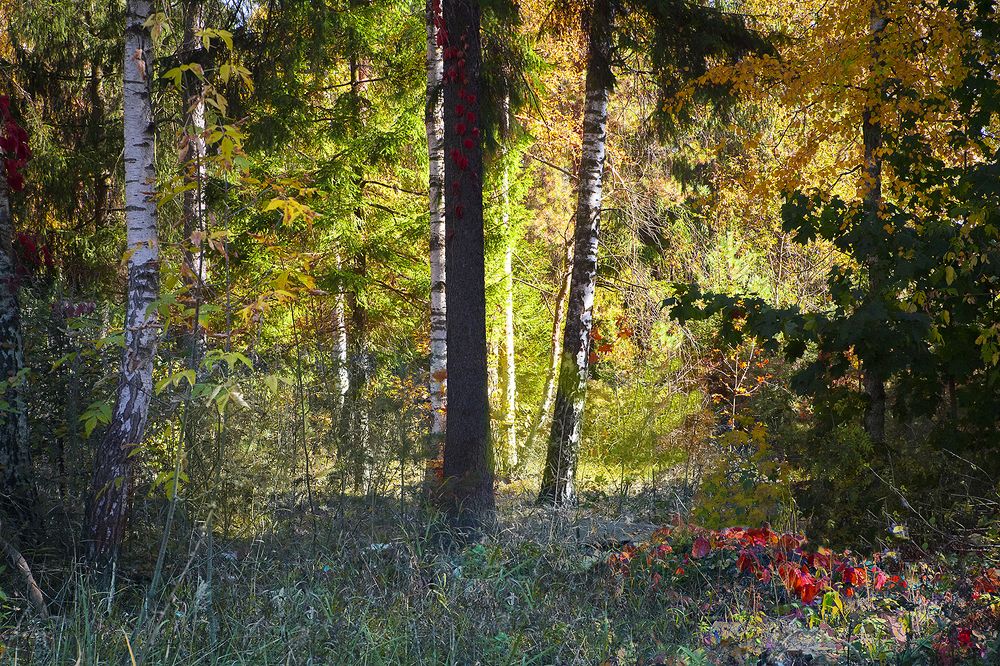 Подмосковный листопад