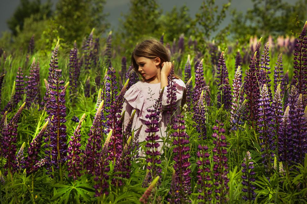 любитель люпинов