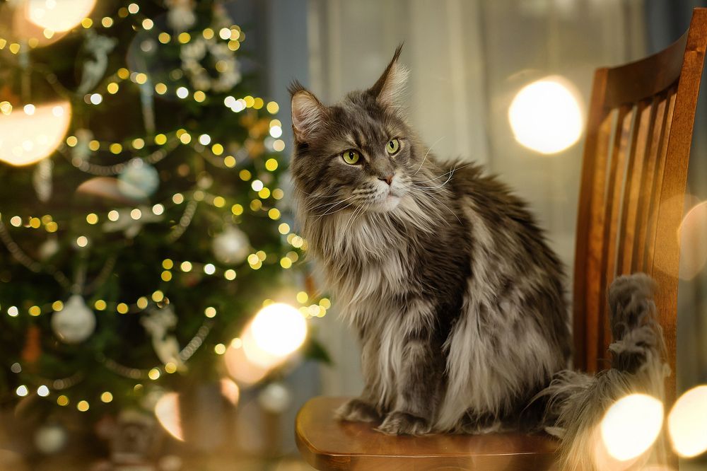 Photograph by Салина Ирина