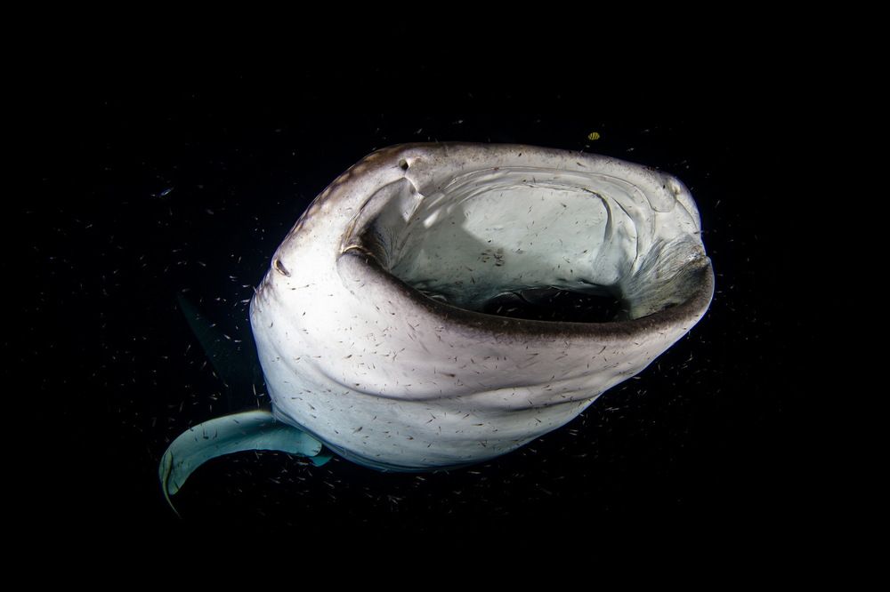 Photograph by Pavel Osada