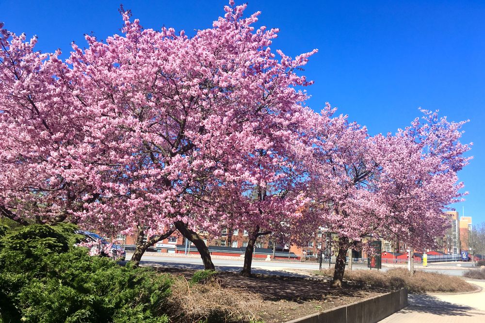 Цветение сакуры.