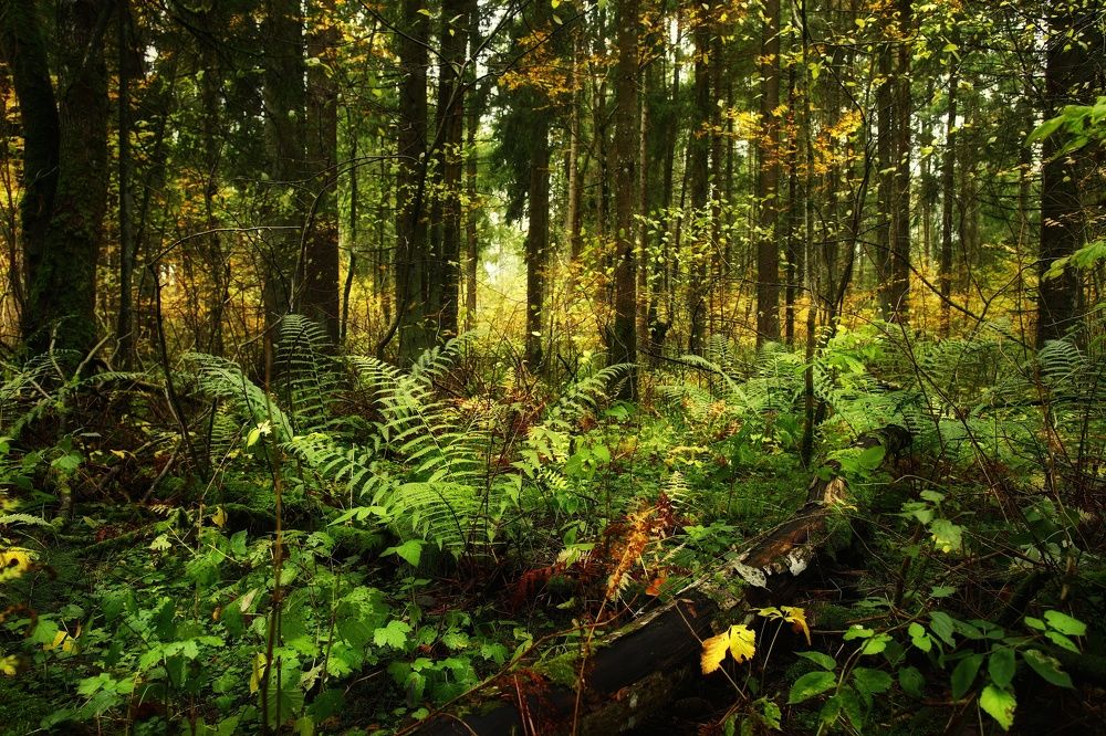 Photograph by Владимир Микрокосмос