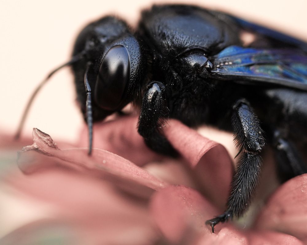 Photograph by SAMITA SARAF