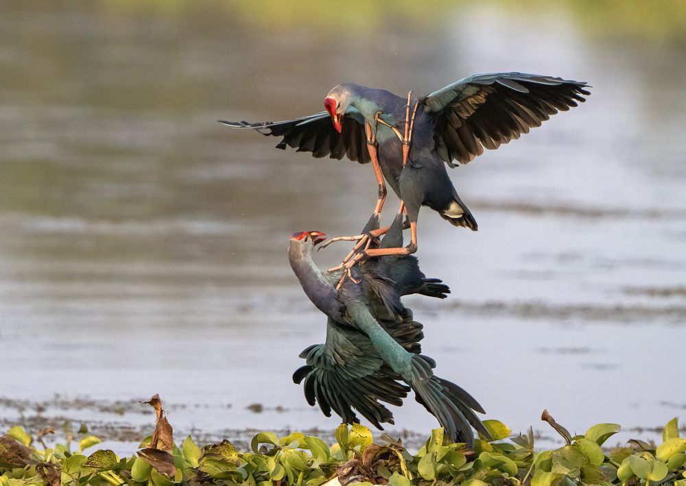 Photograph by Gurvinder Chhabra