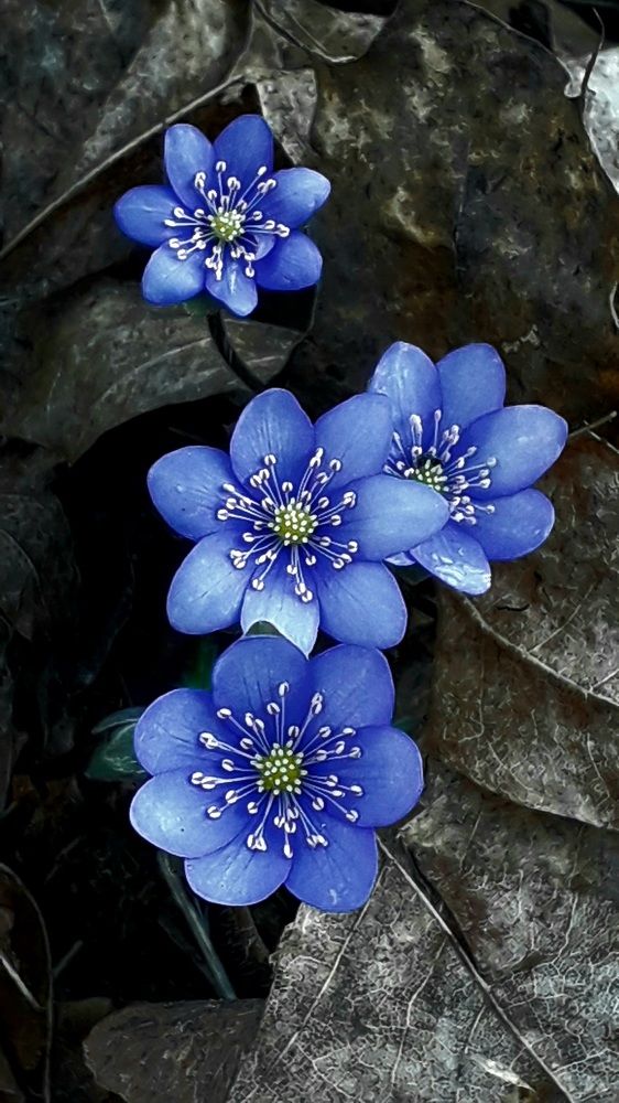 Photograph by Татьяна Солтан