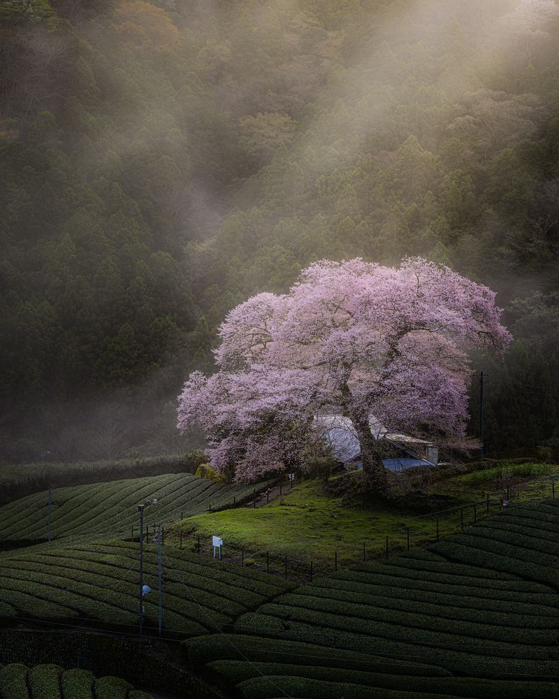 Photograph by Masaki Hayashi
