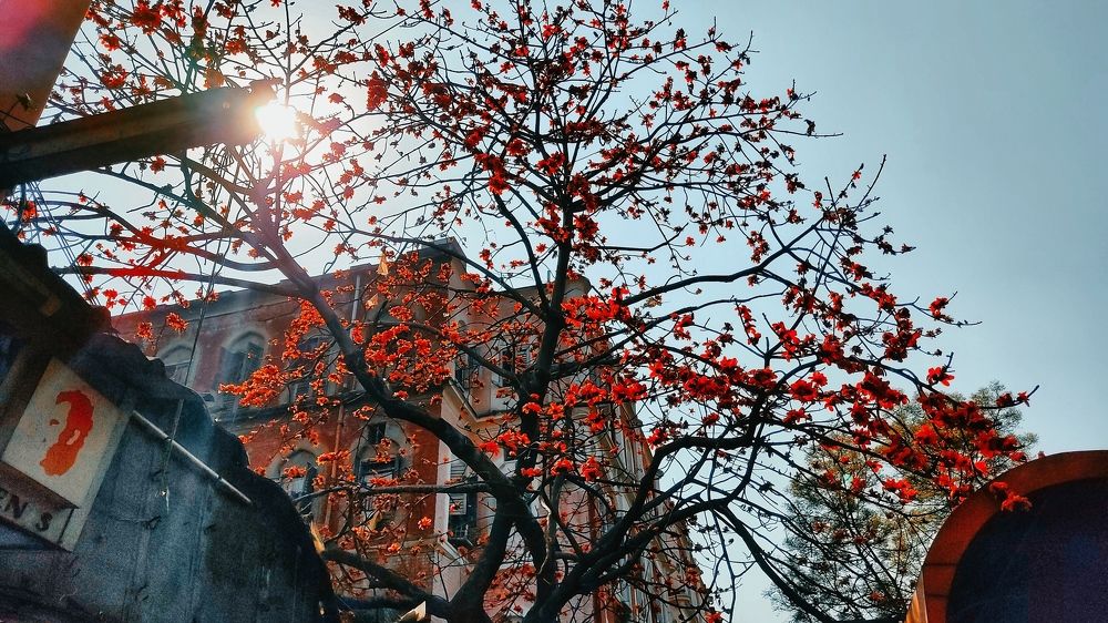 Spring Morning.