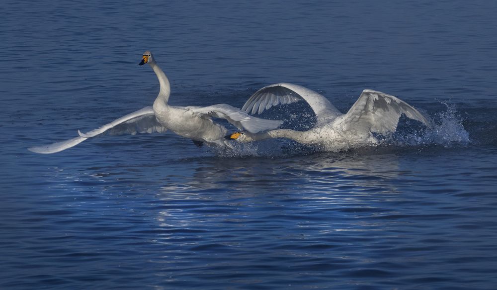 Photograph by Евгений Санин