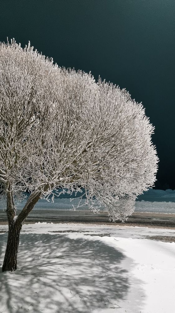 Photo #10383926
