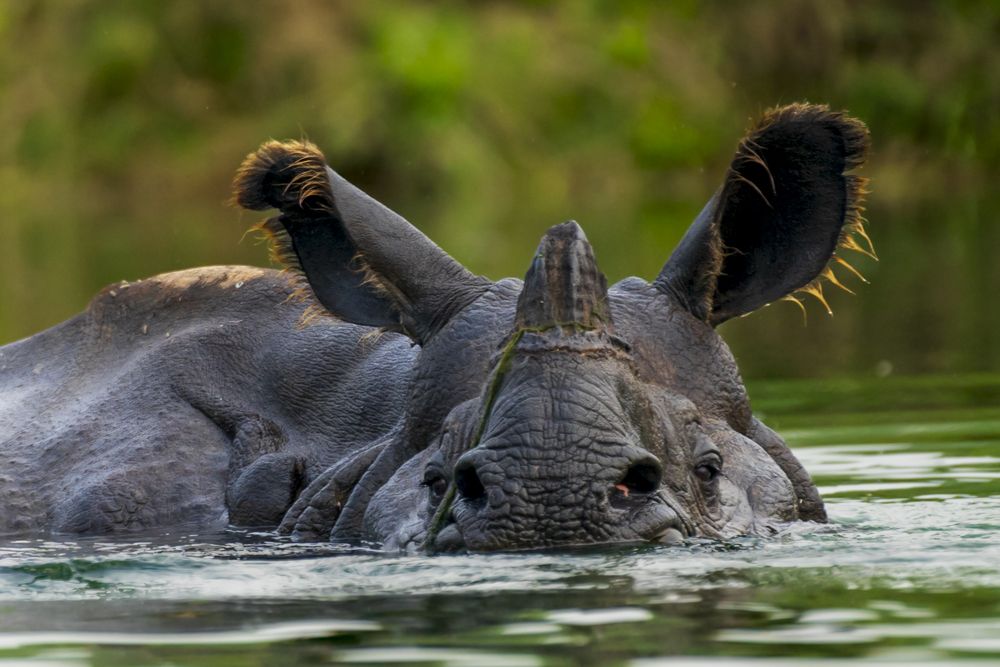 The One Horned Rhino