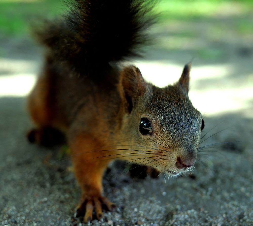 Photograph by Александр Пинаев