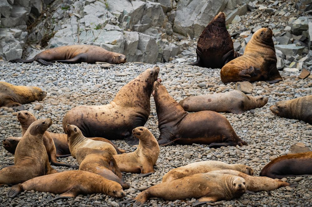 Сивучи Камчатки
