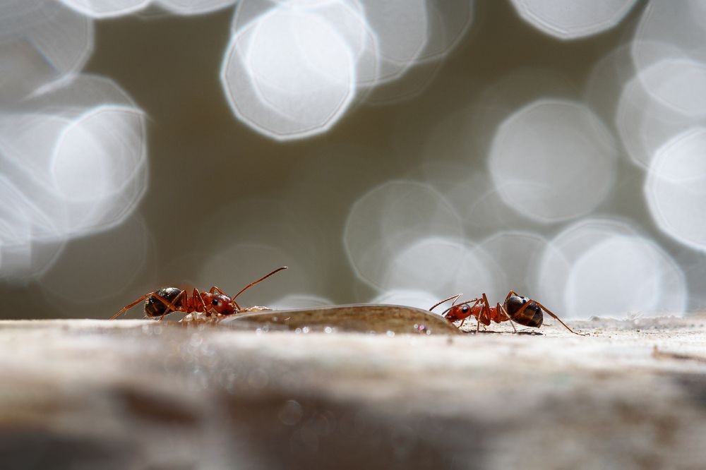 Photograph by Александр Мещеряков