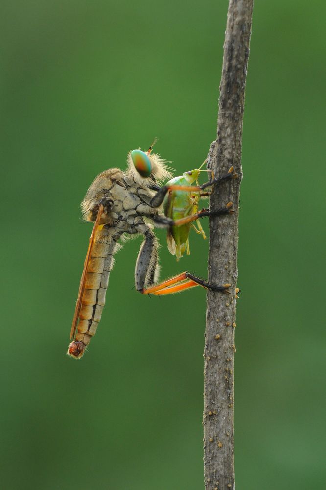 Photograph by Maryanto