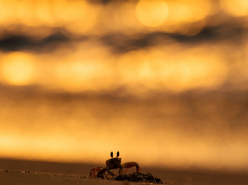 Ghost Crab in the goldenhour