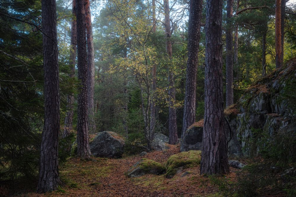 Photograph by Ожерельев Андрей