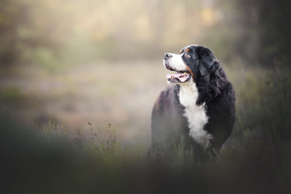 Фотография автора Rut Casanellas