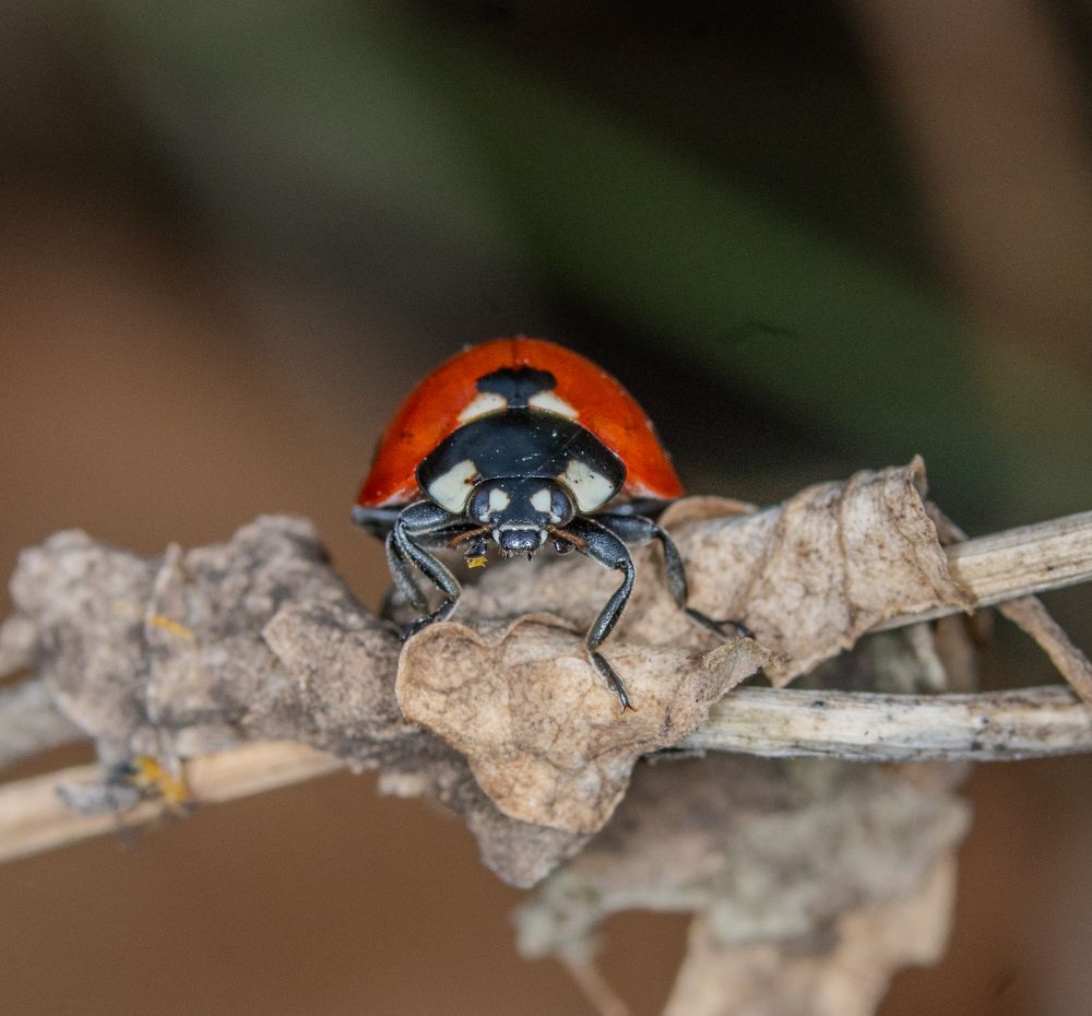 Фотография автора Sercan Özyurt