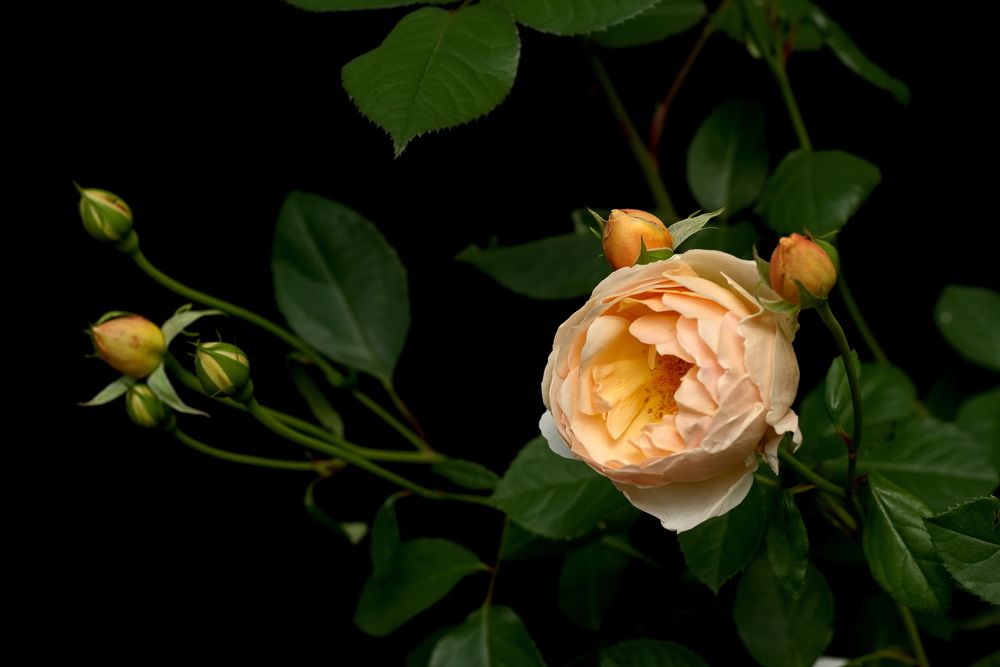 Фотография автора Юрий Кашлевский