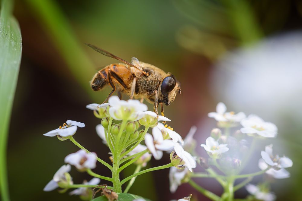 Photograph by Александр Мещеряков