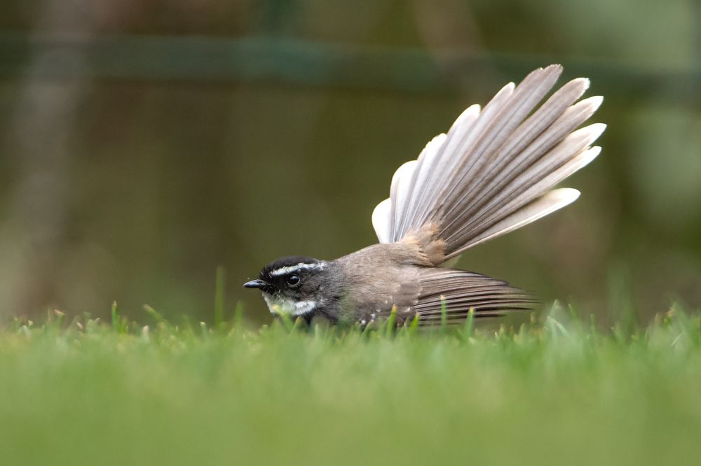 Photograph by Raviraj K S