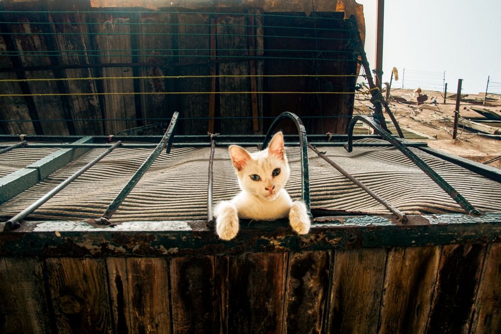 Photograph by Tarek  El Magrabe