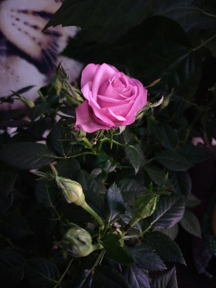 Photograph by Саманта Начкебия