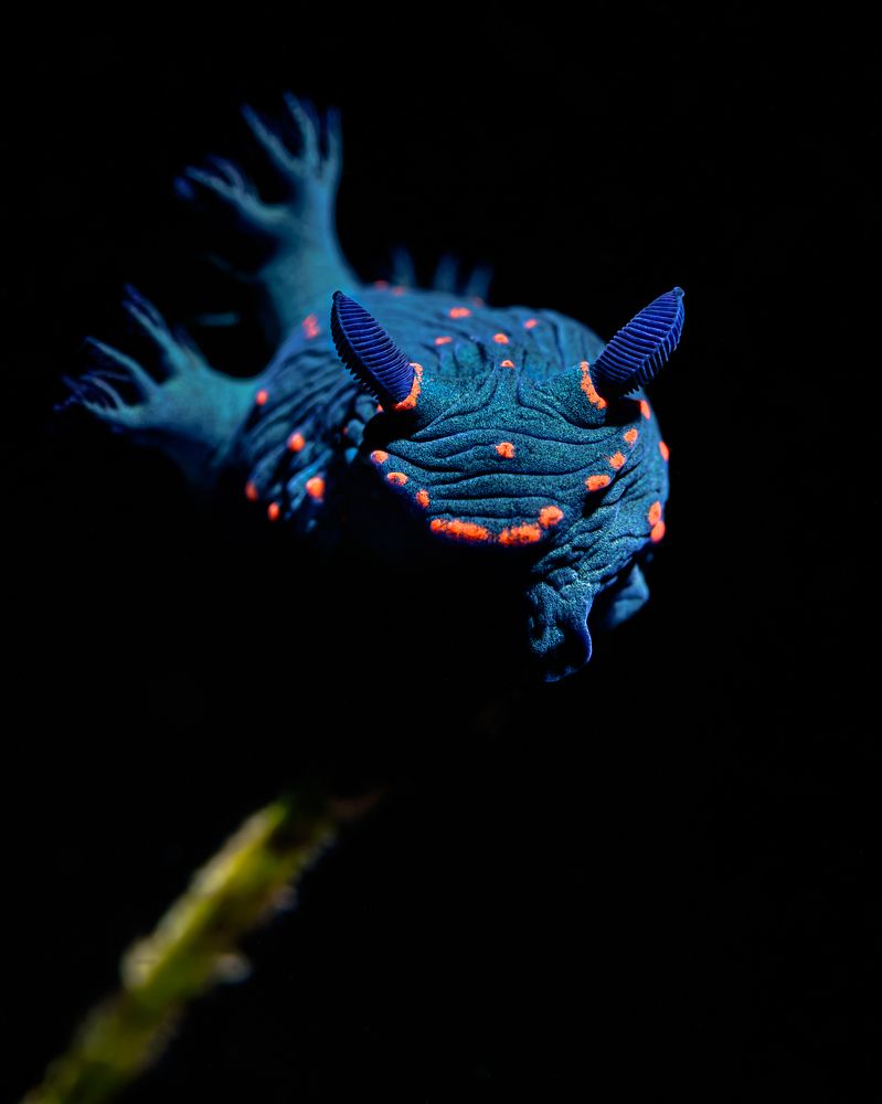 Photograph by Савин Андрей