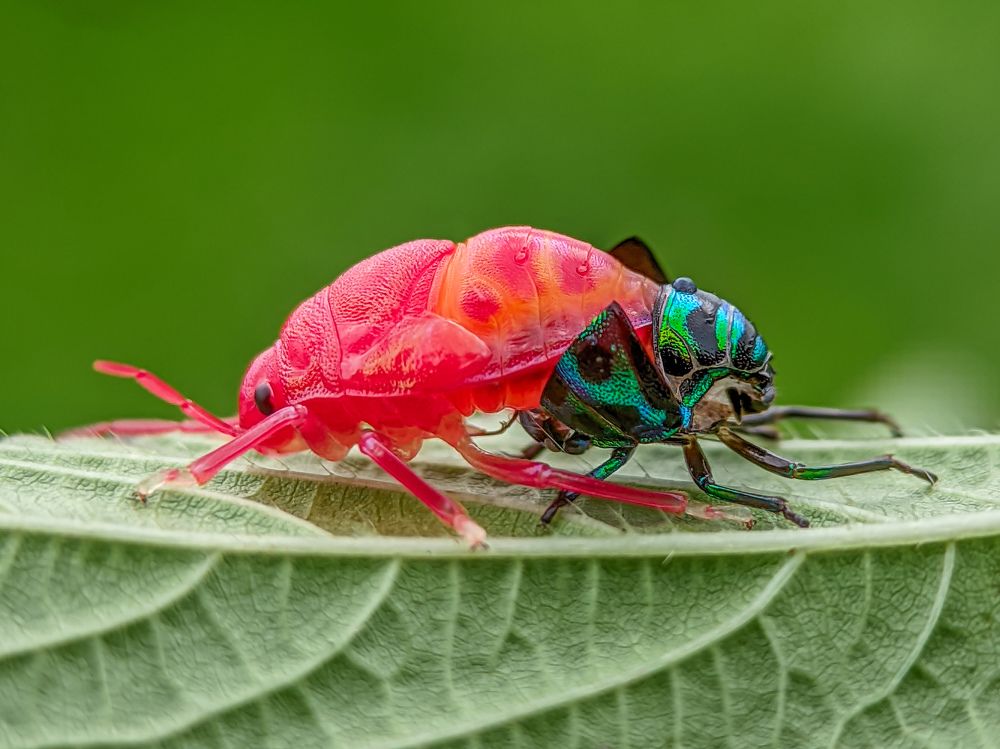 Molting/ Dress Change of Jewel Bug
