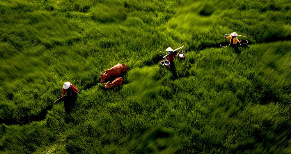 Photograph by Hanh P. T. Pham