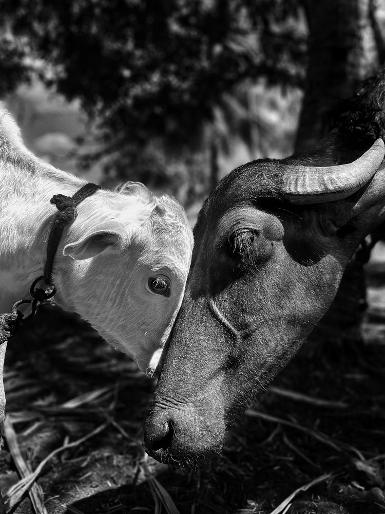 Photograph by sagar pavale