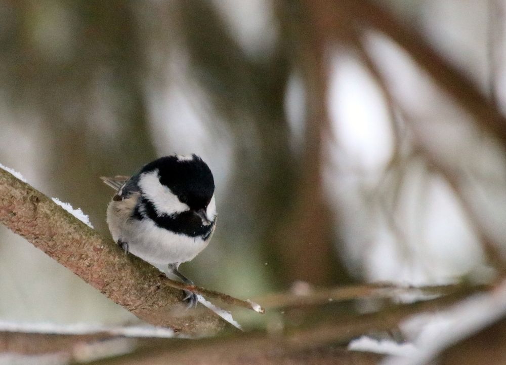 Photograph by Евгения Малафеева