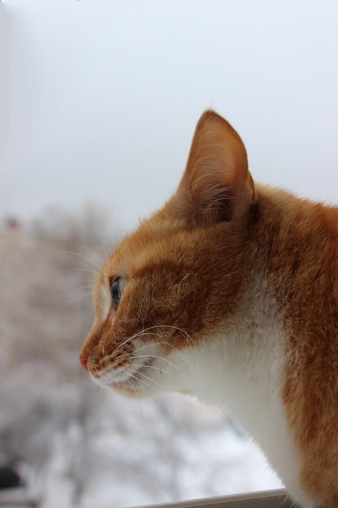 Куся, скучающая по лету