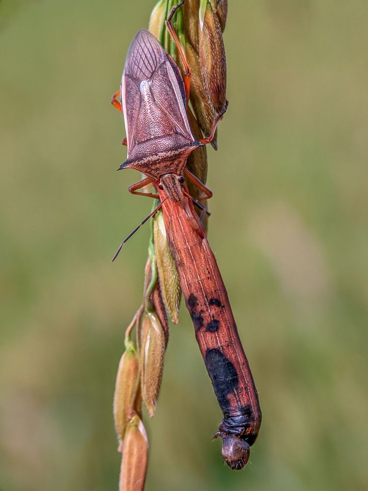 Stink bug hunts down a caterpillar.