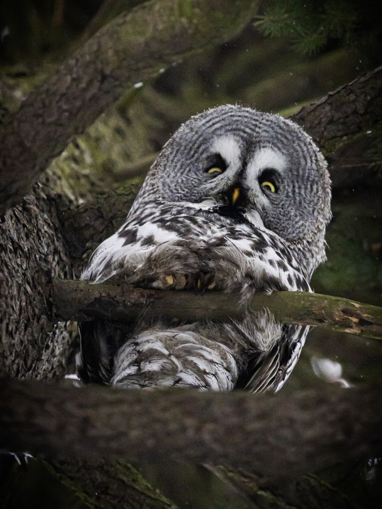 Photograph by Ольга Левакова