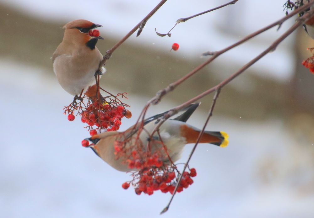 Photograph by Евгения Малафеева