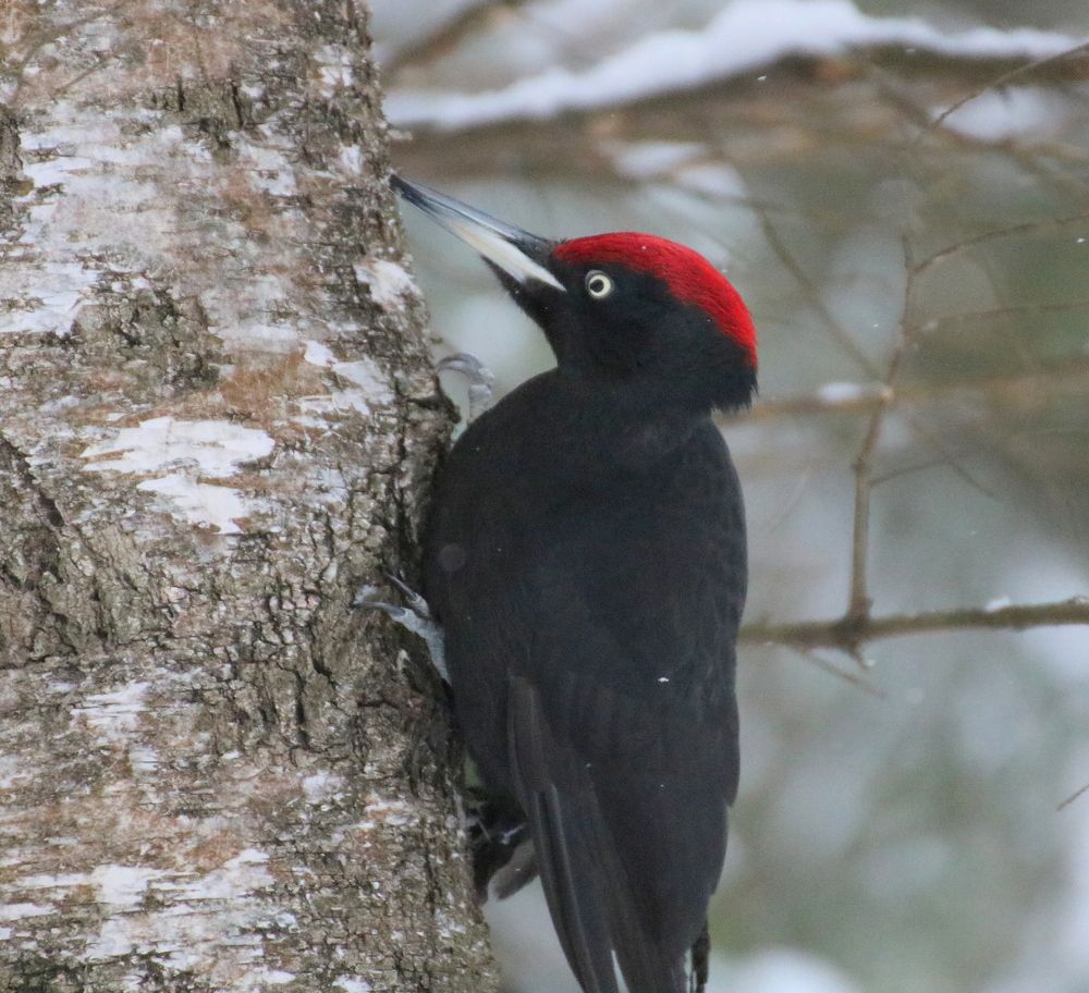 Photograph by Евгения Малафеева