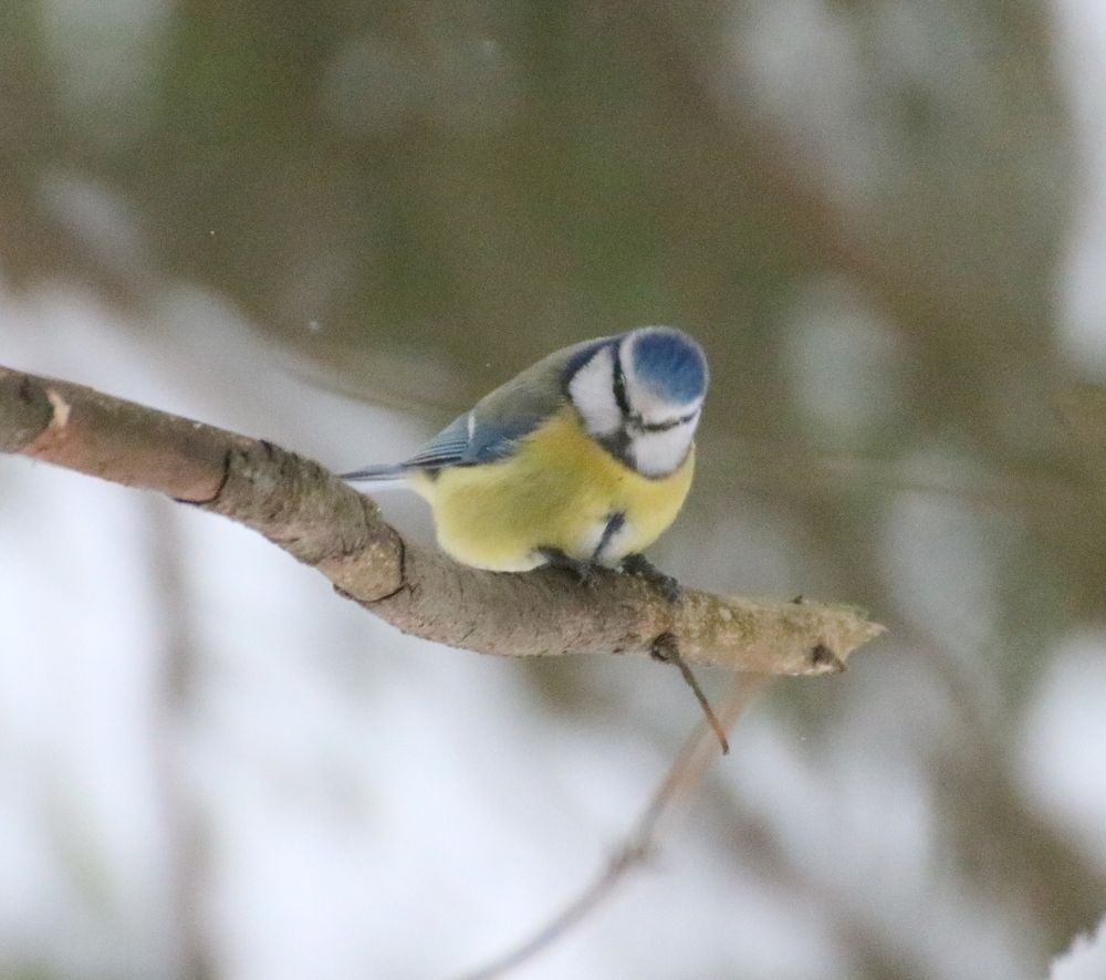 Photograph by Евгения Малафеева